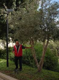 Michał Stołowicki przy drzewie poświęconym swojej wybawicielce, źródło: yadvashem.org
