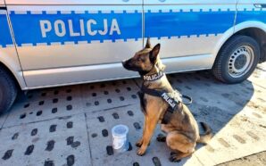 POLICYJNY PIES ZNALAZŁ W SZAFIE NARKOTYKI